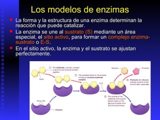 Los modelos de enzimas
   La forma y la estructura de una enzima determinan la
    reacción que puede catalizar.
   La enzima se une al sustrato (S) mediante un área
    especial, el sitio activo, para formar un complejo enzima-
    sustrato o E-S.
   En el sitio activo, la enzima y el sustrato se ajustan
    perfectamente.
 