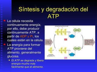 Síntesis y degradación del
                         ATP
   La célula necesita
    continuamente energía,
    por ello, debe producir
    continuamente ATP, a
    partir de ADP y Pi, los
    cuales están en la célula.
   La energía para formar
    ATP proviene del
    alimento, generalmente
    glucosa.
       El ATP se degrada y libera
        energía mucho más
        fácilmente que el alimento.
 