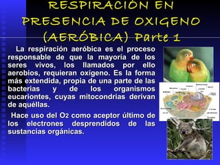 RESPIRACIÓN EN
   PRESENCIA DE OXIGENO
     (AERÓBICA) Parte 1
  La respiración aeróbica es el proceso
responsable de que la mayoría de los
seres vivos, los llamados por ello
aerobios, requieran oxígeno. Es la forma
más extendida, propia de una parte de las
bacterias    y   de    los   organismos
eucariontes, cuyas mitocondrias derivan
de aquéllas.
 Hace uso del O2 como aceptor último de
los electrones desprendidos de las
sustancias orgánicas.
 
