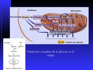 Oxidación completa de la glucosa en la
              célula
 