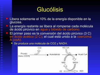 Glucólisis
   Libera solamente el 10% de la energía disponible en la
    glucosa.
   La energía restante se libera al romperse cada molécula
    de ácido pirúvico en agua y bióxido de carbono.
   El primer paso es la conversión del ácido pirúvico (3 C)
    en ácido acético (2 C); el cual está unido a la coenzima
    A (coA).
       Se produce una molécula de CO2 y NADH.
 