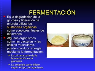 FERMENTACIÓN
   Es la degradación de la
    glucosa y liberación de
    energía utilizando
    sustancias orgánicas
    como aceptores finales de
    electrones.
   Algunos organismos
    como las bacterias y las
    células musculares,
    pueden producir energía
    mediante la fermentación.
       La primera parte de la
        fermentación es la
        glucólisis.
       La segunda parte difiere
        según el tipo de organismo.
 