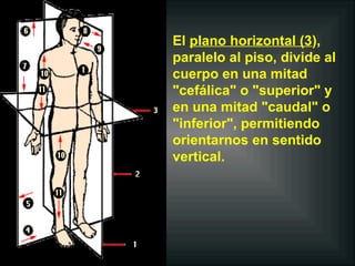 Sentido Horizontal Clase 02 intro.anatomia | PPT