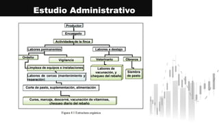 Estudio Administrativo
 