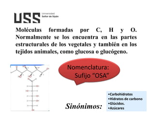 CLASE 02 CARBOHIDRATOS 1.pptx | Descarga Gratuita