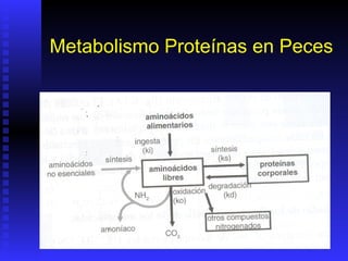 Metabolismo Proteínas en Peces
 
