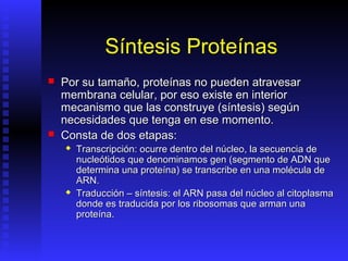 Síntesis Proteínas
   Por su tamaño, proteínas no pueden atravesar
    membrana celular, por eso existe en interior
    mecanismo que las construye (síntesis) según
    necesidades que tenga en ese momento.
   Consta de dos etapas:
       Transcripción: ocurre dentro del núcleo, la secuencia de
        nucleótidos que denominamos gen (segmento de ADN que
        determina una proteína) se transcribe en una molécula de
        ARN.
       Traducción – síntesis: el ARN pasa del núcleo al citoplasma
        donde es traducida por los ribosomas que arman una
        proteína.
 