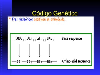 Código Genético
 
