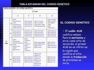 TABLA ESTANDAR DEL CODIGO GENETICO




                           EL CODIGO GENETICO


                             ↑ El codón AUG
                             codifica ambos:
                             Para la metionina y
                             sirve como sitio de
                             iniciación; el primer
                             AUG en un ARNm es
                             la región que
                             codifica el sitio
                             donde la traducción
                             de proteínas se
                             inicia.
 