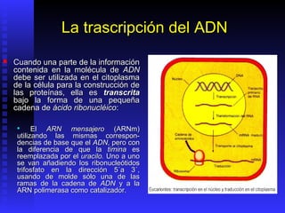 La trascripción del ADN
   Cuando una parte de la información
    contenida en la molécula de ADN
    debe ser utilizada en el citoplasma
    de la célula para la construcción de
    las proteínas, ella es transcrita
    bajo la forma de una pequeña
    cadena de ácido ribonucléico:

          El ARN mensajero (ARNm)
     utilizando las mismas correspon-
     dencias de base que el ADN, pero con
     la diferencia de que la timina es
     reemplazada por el uracilo. Uno a uno
     se van añadiendo los ribonucleótidos
     trifosfato en la dirección 5´a 3´,
     usando de molde sólo una de las
     ramas de la cadena de ADN y a la
     ARN polimerasa como catalizador.
 
