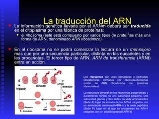 
                  La traducción del ARNtraducida
    La información genética llevada por el ARNm deberá ser
    en el citoplasma por una fábrica de proteínas:
        el ribosoma (éste está compuesto por varios tipos de proteínas más una
         forma de ARN, denominado ARN ribosómico).

   En el ribosoma no se podrá comenzar la lectura de un mensajero
    mas que por una secuencia particular, distinta en las eucariotes y en
    las procariotas. El tercer tipo de ARN, ARN de transferencia (ARNt)
    entra en acción.


                                          Los ribosomas son unas estructuras o partículas
                                          citoplásmicas formadas por ribonucleoproteínas
                                          (unión de ARN ribosómicos con proteínas
                                          ribosomales).

                                          La estructura general de los ribosomas procarióticos y
                                          eucarióticos consta de una subunidad pequeña, una
                                          subunidad grande y dos sedes, la sede aminoacídica
                                          (Sede A) lugar de entrada de los ARN-t cargados con
                                          un aminoácido (aminoacil-ARN-t) y la sede peptídica
                                          (Sede P) lugar en el que se encuentran los ARN-t
                                          cargados con un péptido (peptidil-ARN-t).
 