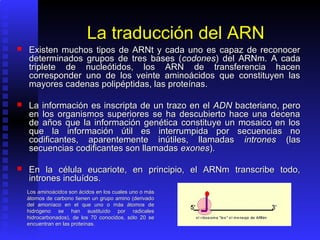 La traducción del ARN
   Existen muchos tipos de ARNt y cada uno es capaz de reconocer
    determinados grupos de tres bases (codones) del ARNm. A cada
    triplete de nucleótidos, los ARN de transferencia hacen
    corresponder uno de los veinte aminoácidos que constituyen las
    mayores cadenas polipéptidas, las proteínas.

   La información es inscripta de un trazo en el ADN bacteriano, pero
    en los organismos superiores se ha descubierto hace una decena
    de años que la información genética constituye un mosaico en los
    que la información útil es interrumpida por secuencias no
    codificantes, aparentemente inútiles, llamadas intrones (las
    secuencias codificantes son llamadas exones).

   En la célula eucariote, en principio, el ARNm transcribe todo,
    intrones incluídos.
    Los aminoácidos son ácidos en los cuales uno o más
    átomos de carbono tienen un grupo amino (derivado
    del amoníaco en el que uno o más átomos de
    hidrógeno se han sustituído por radicales
    hidrocarbonados), de los 70 conocidos, sólo 20 se
    encuentran en las proteínas.
 