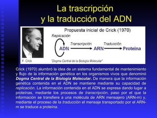 La trascripción
             y la traducción del ADN




Crick (1970) alumbró la idea de un sistema fundamental de mantenimiento
y flujo de la información genética en los organismos vivos que denominó
Dogma Central de la Biología Molecular. De manera que la información
genética contenida en el ADN se mantiene mediante su capacidad de
replicación. La información contenida en el ADN se expresa dando lugar a
proteínas, mediante los procesos de transcripción, paso por el que la
información se transfiere a una molécula de ARN mensajero (ARN-m) y,
mediante el proceso de la traducción el mensaje transportado por el ARN-
m se traduce a proteína.
 