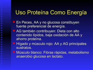 Uso Proteína Como Energía
   En Peces, AA y no glucosa constituyen
    fuente preferencial de energía.
   AG también contribuyen: Dieta con alto
    contenido lípidos, baja oxidación de AA y
    ahorro proteína.
   Hígado y músculo rojo: AA y AG principales
    sustratos.
   Músculo blanco: Fibras rápidas, metabolismo
    anaerobio glucosa en lactato.
 