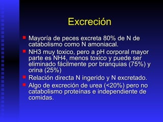Excreción
   Mayoría de peces excreta 80% de N de
    catabolismo como N amoniacal.
   NH3 muy toxico, pero a pH corporal mayor
    parte es NH4, menos toxico y puede ser
    eliminado fácilmente por branquias (75%) y
    orina (25%)
   Relación directa N ingerido y N excretado.
   Algo de excreción de urea (<20%) pero no
    catabolismo proteínas e independiente de
    comidas.
 