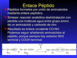 Enlace Péptido
   Péptidos formados por unión de aminoácidos
    mediante enlace peptídico.
   Síntesis: reacción anabólica deshidratación con
    pérdida una molécula agua entre grupo amino
    de un aminoácido y carboxilo de otro
   Resultado es enlace covalente CO-NH.
    Podemos seguir añadiendo aminoácidos al
    péptido, porque siempre hay extremo NH2
    terminal y COOH terminal.
 