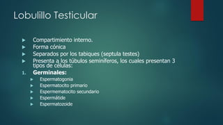Reprod Anatomía Reprod Masc.pdf
