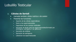 Reprod Anatomía Reprod Masc.pdf