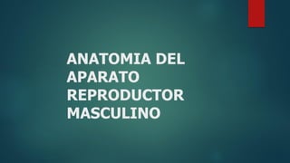 ANATOMIA DEL
APARATO
REPRODUCTOR
MASCULINO
 