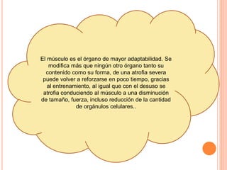 El músculo es el órgano de mayor adaptabilidad. Se
modifica más que ningún otro órgano tanto su
contenido como su forma, de una atrofia severa
puede volver a reforzarse en poco tiempo, gracias
al entrenamiento, al igual que con el desuso se
atrofia conduciendo al músculo a una disminución
de tamaño, fuerza, incluso reducción de la cantidad
de orgánulos celulares..
 