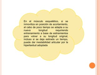 En el músculo esquelético, si se
inmoviliza en posición de acortamiento,
al cabo de poco tiempo se adapta a su
nueva longitud requiriendo
entrenamiento a base de estiramientos
para volver a su longitud original,
incluso si se deja estirado un tiempo,
puede dar inestabilidad articular por la
hiperlaxitud adoptada
 