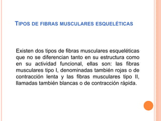 TIPOS DE FIBRAS MUSCULARES ESQUELÉTICAS
Existen dos tipos de fibras musculares esqueléticas
que no se diferencian tanto en su estructura como
en su actividad funcional, ellas son: las fibras
musculares tipo I, denominadas también rojas o de
contracción lenta y las fibras musculares tipo II,
llamadas también blancas o de contracción rápida.
 