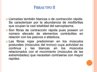 FIBRAS TIPO II
 Llamadas también blancas o de contracción rápida.
Se caracterizan por la abundancia de miofibrillas
que ocupan la casi totalidad del sarcoplasma.
 Son fibras de contracción rápida pues poseen un
número elevado de elementos contráctiles en
relación con los pasivos o elásticos.
 Las fibras rojas predominan en los músculos
posturales (músculos del tronco) cuya actividad es
continua y las blancas en los músculos
relacionados con el movimiento (músculos de las
extremidades) que necesitan contraerse con mayor
rapidez.
 