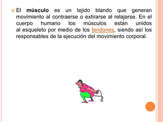  El músculo es un tejido blando que generan
movimiento al contraerse o extirarse al relajarse. En el
cuerpo humano los músculos están unidos
al esqueleto por medio de los tendones, siendo así los
responsables de la ejecución del movimiento corporal.
 