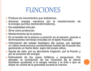 FUNCIONES
 Produce los movimientos que realizamos.
 Generan energía mecánica por la transformación de
la energía química (biotransformadores).
 Da estabilidad articular.
 Sirve como protección.
 Mantenimiento de la postura.
 Es el sentido de la postura o posición en el espacio, gracias a
terminaciones nerviosas incluidas en el tejido muscular.
 Información del estado fisiológico del cuerpo, por ejemplo
un cólico renal provoca contracciones fuertes del músculo liso
generando un fuerte dolor, signo del propio cólico.
 Aporte de calor, por su abundante irrigación, por la fricción y
por el consumo de energía.
 Estimulante de los vasos linfáticos y sanguíneos. Por
ejemplo, la contracción de los músculos de la pierna
bombean ayudando a la sangre venosa y la linfa a que se
dirijan en contra de la gravedad durante la marcha.
 