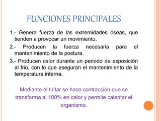 FUNCIONES PRINCIPALES
1.- Genera fuerza de las extremidades óseas, que
tienden a provocar un movimiento.
2.- Producen la fuerza necesaria para el
mantenimiento de la postura.
3.- Producen calor durante un periodo de exposición
al frio, con lo que aseguran el mantenimiento de la
temperatura interna.
Mediante el tiritar se hace contracción que se
transforma al 100% en calor y permite calentar el
organismo.
 