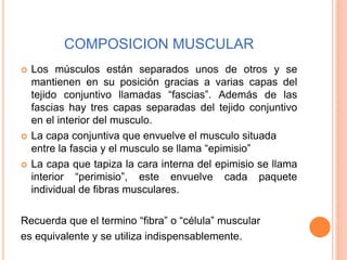 COMPOSICION MUSCULAR
 Los músculos están separados unos de otros y se
mantienen en su posición gracias a varias capas del
tejido conjuntivo llamadas “fascias”. Además de las
fascias hay tres capas separadas del tejido conjuntivo
en el interior del musculo.
 La capa conjuntiva que envuelve el musculo situada
entre la fascia y el musculo se llama “epimisio”
 La capa que tapiza la cara interna del epimisio se llama
interior “perimisio”, este envuelve cada paquete
individual de fibras musculares.
Recuerda que el termino “fibra” o “célula” muscular
es equivalente y se utiliza indispensablemente.
 