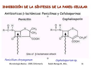 INHIBICIÓN DE LA SÍNTESIS DE LA PARED CELULAR Antibioticos   -lactámicos: Penicilinas y Cefalosporinas Penicillium chrysogenum Cephalosporium  sp. 