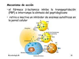 Mecanismo de acción el fármaco   -lactamico inhibe la transpeptidación (PBP) e interrumpe la síntesis del peptidoglicano retira o inactiva un inhibidor de enzimas autolíticas en la pared celular 