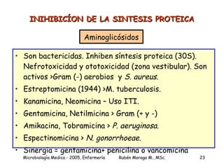 INIHIBICÍON DE LA SINTESIS PROTEICA Aminoglicósidos Son bactericidas. Inhiben síntesis proteica (30S). Nefrotoxicidad y ototoxicidad (zona vestibular). Son activos >Gram (-) aerobios  y  S. aureus . Estreptomicina (1944) >M. tuberculosis. Kanamicina, Neomicina – Uso ITI. Gentamicina, Netilmicina > Gram (+ y -) Amikacina, Tobramicina >  P. aeruginosa . Espectinomicina >  N. gonorrhoeae . Sinergia = gentamicina+ penicilina o vancomicina 