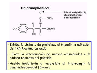 Inhibe la síntesis de proteínas al impedir la adhesión del tRNA-amino cargado Evita la introducción de nuevos aminoácidos a la cadena naciente del péptido Acción inhibitoria y reversible al interrumpir la administración del fármaco 