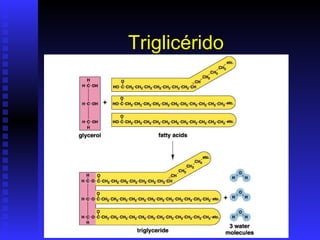Triglicérido
 