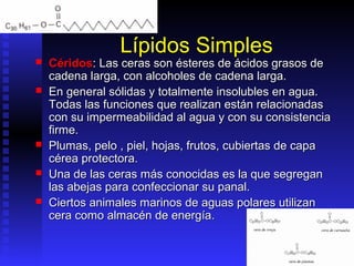 Lípidos Simples
   Céridos: Las ceras son ésteres de ácidos grasos de
    cadena larga, con alcoholes de cadena larga.
   En general sólidas y totalmente insolubles en agua.
    Todas las funciones que realizan están relacionadas
    con su impermeabilidad al agua y con su consistencia
    firme.
   Plumas, pelo , piel, hojas, frutos, cubiertas de capa
    cérea protectora.
   Una de las ceras más conocidas es la que segregan
    las abejas para confeccionar su panal.
   Ciertos animales marinos de aguas polares utilizan
    cera como almacén de energía.
 