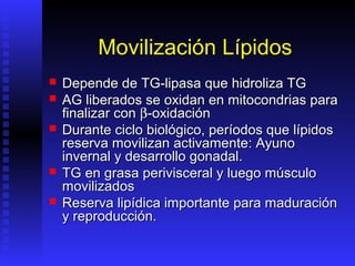 Movilización Lípidos
   Depende de TG-lipasa que hidroliza TG
   AG liberados se oxidan en mitocondrias para
    finalizar con β-oxidación
   Durante ciclo biológico, períodos que lípidos
    reserva movilizan activamente: Ayuno
    invernal y desarrollo gonadal.
   TG en grasa perivisceral y luego músculo
    movilizados
   Reserva lipídica importante para maduración
    y reproducción.
 