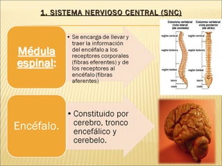 1. SISTEMA NERVIOSO CENTRAL (SNC) 