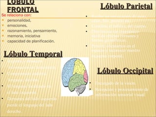 LÓBULO FRONTAL Se relaciona con: personalidad,  emociones, razonamiento, pensamiento, memoria, iniciativa  capacidad de planificación. Lóbulo Parietal Recibe las sensaciones de tacto, calor, fr í o, presión etc. Coordina el balance del cuerpo. Discriminaci ó n cinest é sico–t á ctil de objetos comunes y formas geom é tricas. Permite orientarnos en el espacio y reconocer nuestro esquema corporal . Lóbulo Temporal Registra y almacena  información en la memoria. Comprensión auditiva,  lenguaje , dicción. El lenguaje localizado en  el lado izquierdo. Derrames del lado izquierdo pierde el lenguaje del lado derecho. Lóbulo Occipital Encargado de la visión.  Recepción y procesamiento de información sensorial visual.  
