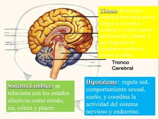 Sistema Límbico : se relaciona con los estados afectivos como miedo, ira, cólera y placer.  Tálamo : Releva los impulsos nerviosos que se dirigen a la corteza cerebral y a otros centros nerviosos del cerebro, y que llegan de los receptores sensitivos, menos el olfato. Hipotálamo :  regula sed, comportamiento sexual, sueño, y coordina la actividad del sistema nervioso y endocrino. 