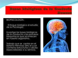Bases biológicas de la Conducta Humana BIOPSICOLOGÍA: Enfoque biológico al estudio de la Psicología. Investiga las bases biológicas de la conducta y los procesos bioquímicos que acontecen  en nuestro organismo. Trabajo que se  centra en el Sistema Nervioso (SN) el cual contiene estructuras y células especializadas a su servicio. 
