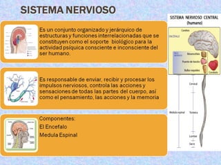 Medula espinal Nervios  Periféricos 
