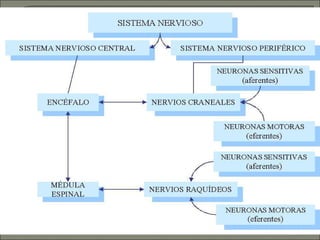 S.N. Transforma en impulsos Órganos efectores para originar respuesta El proceso de recepción y emisión COMPRENDE  TEJIDO ADIPOSO QUE RECIBE Medio Ambiente estímulos Envía  Zonas de recepción  interpreta devuelve NEURONAS 