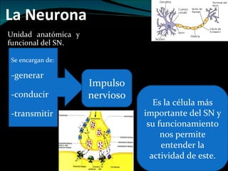 La Neurona Unidad anatómica y funcional del SN. Se encargan de: -generar -conducir -transmitir Impulso nervioso Es la célula más importante del SN y su funcionamiento nos permite entender la actividad de este. 