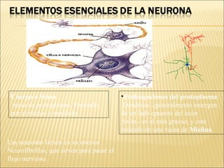 Cuerpo o Soma : masa de protoplasma. Formado por el núcleo y nucléolo. Prolongaciones del protoplasma :  Dendritas .-generalmente emergen de un lado opuesto del axón Axón.- es el más grueso, y esta rodeado de una vaina de  Mielina . Las neuronas tienen en su interior Neurofibrillas, que sirven para pasar el flujo nervioso. 