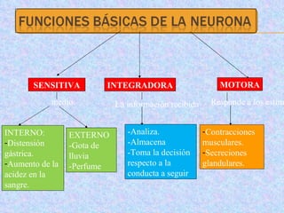 SENSITIVA medio INTERNO: Distensión gástrica. Aumento de la acidez en la sangre. EXTERNO -Gota de lluvia -Perfume INTEGRADORA La información recibida -Analiza. -Almacena -Toma la decisión respecto a la conducta a seguir MOTORA Responde a los estímulos Contracciones musculares. Secreciones glandulares. 