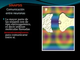 SINAPSIS   Comunicación entre neuronas La mayor parte de las sinapsis son de tipo electroquímico, es decir utilizan moléculas llamadas  neurotransmisores   para comunicarse entre sí. 