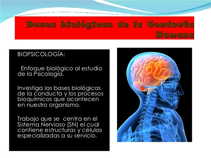 Clase 04 Bases Biologicas Del Comportamiento