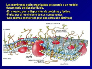 Las membranas están organizadas de acuerdo a un modelo denominado de Mosaico fluído.  En mosaico por la disposición de proteínas y lípidos Fluída por el movimiento de sus componentes Son además asimétricas (sus dos caras son distintas) 